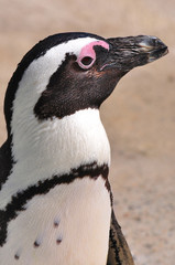 Brillenpinguin