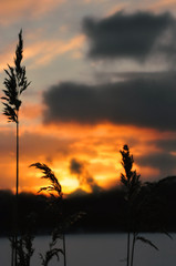 Gold&auml;hrengras im Sonnenuntergang