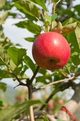 Obraz premium Ripe red apple