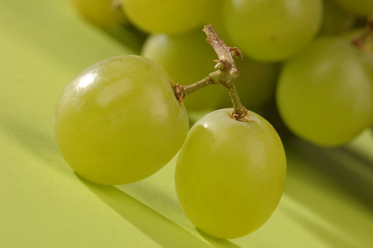 winogrono