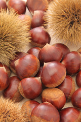 chestnut