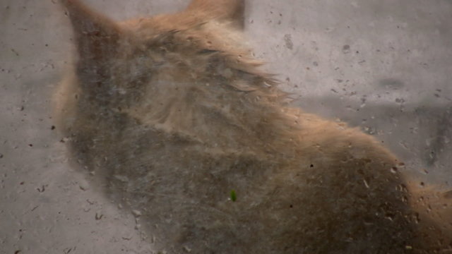 Gato en la lluvia