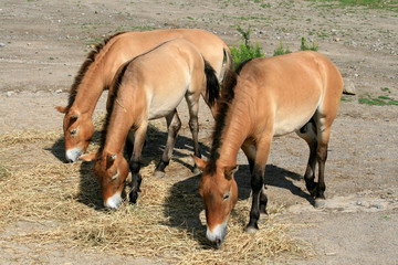 Fototapeta premium Three Wild Horses