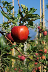 Apfel am Baum - apple on tree 51