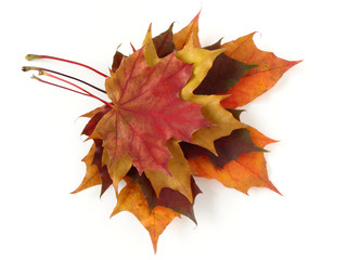 autumnal leaves palette