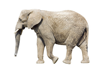 Obraz premium African elephant with clipping path