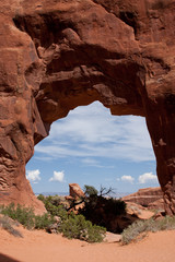 Pine Tree Arch