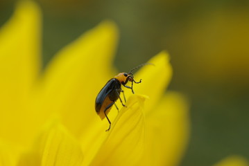 クロウリハムシ  -Aulacophora nigripennis-