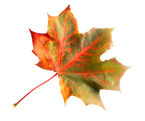 Obraz premium Isolated autumn leaves