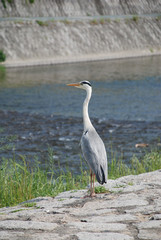 Heron by Kamo-Gawa River
