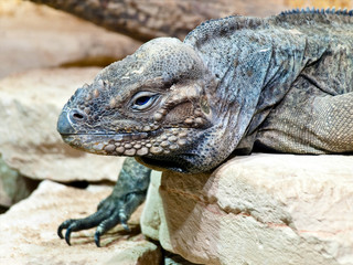 iguana