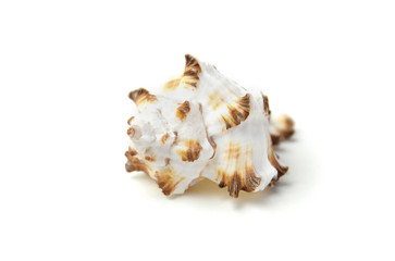 Granitschnecke - weißer Hintergrund