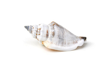 Strandmuschel - weißer Hintergrund