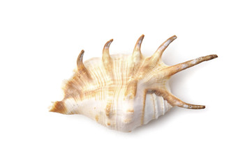 Strandmuschel - weißer Hintergrund