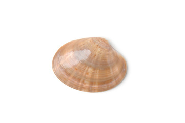 Muschel auf weißem Hintergrund