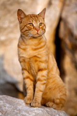 Chat roux