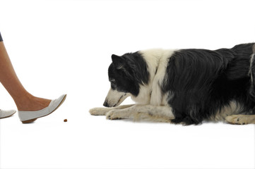 apprendre à un chien à ne pas prendre la nourriture