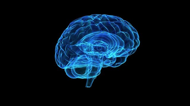Brain model blue xray