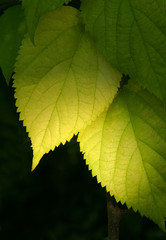 autumn_3