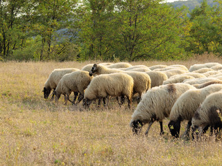 flock of sheep