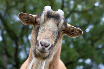 Billy Goat Portrait