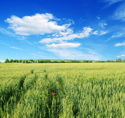 field of wheat and blue sky