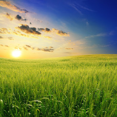 Fototapeta na wymiar field of wheat on a background sunset