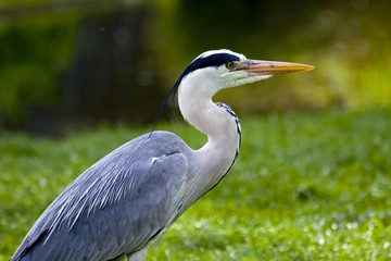 Fischreiher