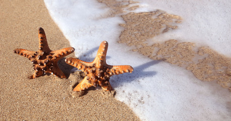 Couple of Starfish on beach