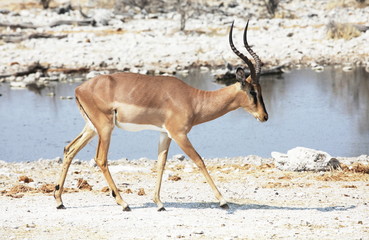 sprinbok antelope