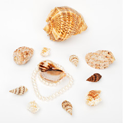 shells and pearl