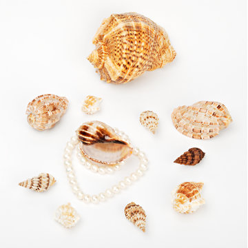 shells and pearl