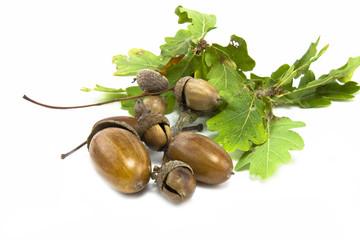 acorns