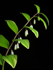 Polygonatum odoratum var. pluriflorum
