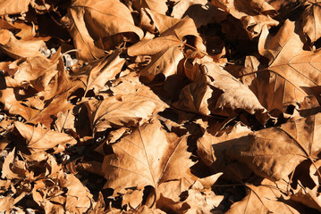 Brightly colored autumn leaves  carpet