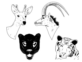 Wild animals heads