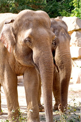 An African elephant chewing on leafy branches