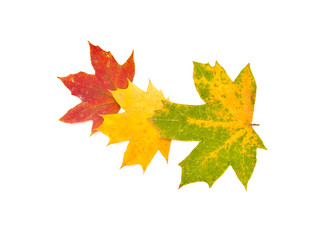 .Autumn background from leaves of different colour and forms