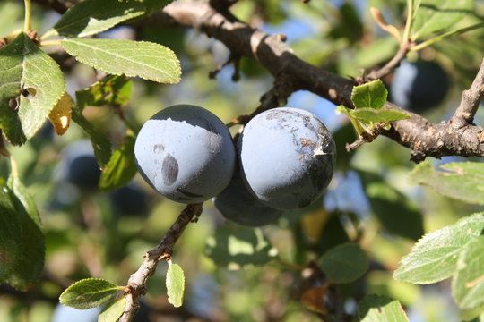 Patxaranes (endrinas) en su planta, arbusto, zarza.
