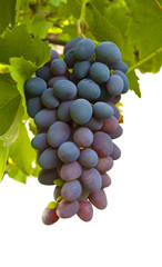 Ripe juicy cluster of grapes in an environment of leaves