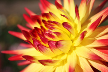 Chrysanthemum_2