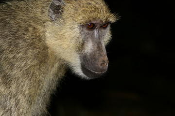 Pavian