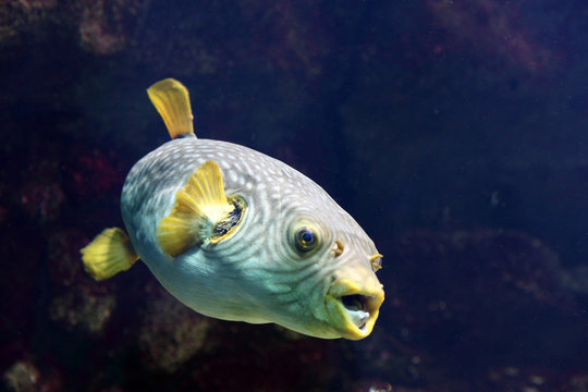 poisson baliste