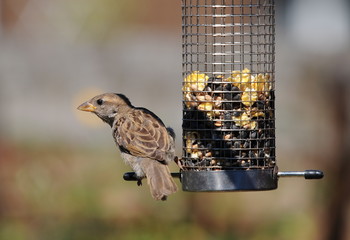 Hungry Sparrow