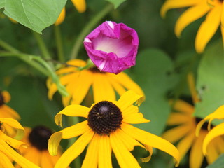 Black-Eyed Susan w/ Morning Glory-3