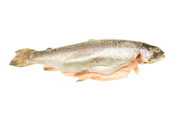 Rainbow trout