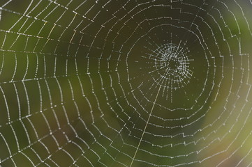 Spinnennetz