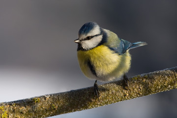 Blaumeise - parus caeruleus