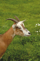 Junges Ziege