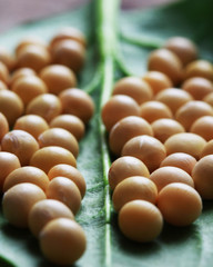 soya bean